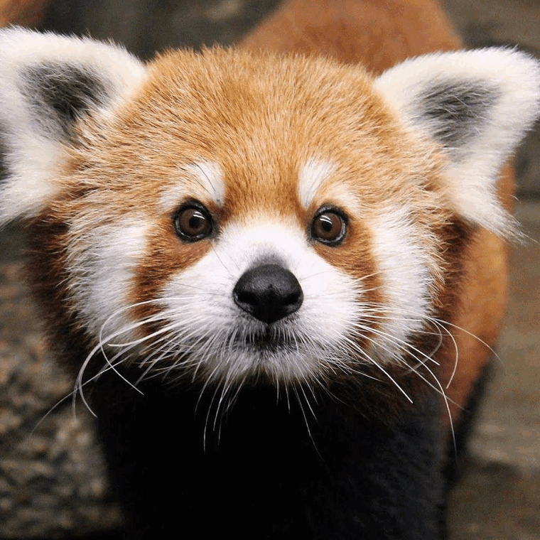 red panda